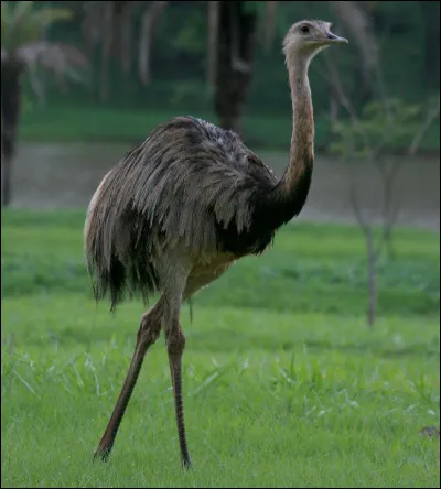Quel est ce grand oiseau coureur d'Amérique, inapte au vol, cousin de l'autruche ?