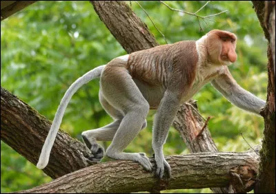 Quel est ce singe arboricole endémique de l'île de Bornéo qui a un appendice nasal mou et plat auquel il doit son nom ?