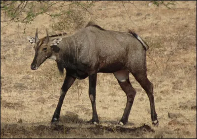 Quel est ce bovidé d'Inde, une antilope farouche at rapide pouvant atteindre 75 km/h ?