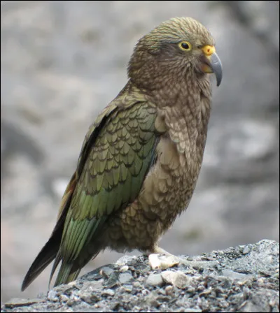 Quel est cet oiseau, le seul perroquet montagnard au monde avec un plumage olivâtre, endémique de la Nouvelle-Zélande ?