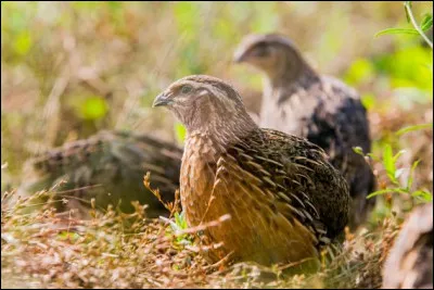 Mati&egrave;re &agrave; Boulle, c'est l'...