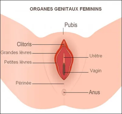 Lequel de ces mots désigne le sexe de la femme ?