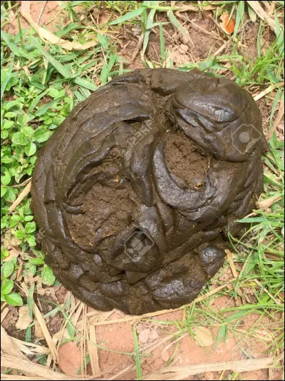 Parmi ces mots, un seul est un synonyme d'excrément. Lequel est-ce ?