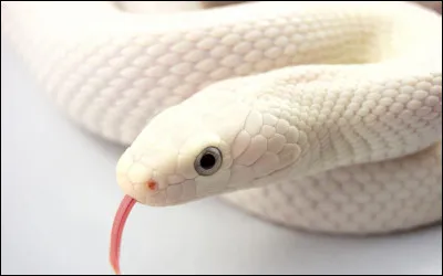 Certains serpents vivent en Antarctique.