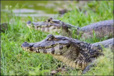 Le caïman est en fait un alligator du Sud.