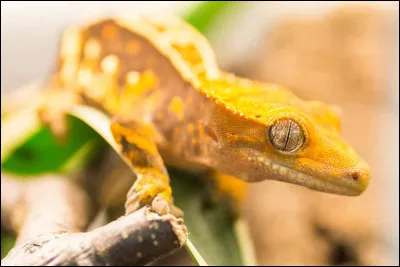 Les geckos peuvent marcher sur des murs.