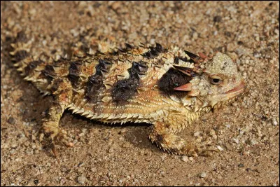 Il existe un lézard qui crache du sang.