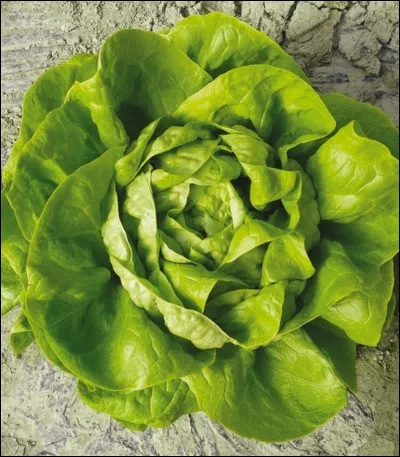 Il existe un crocodile herbivore.