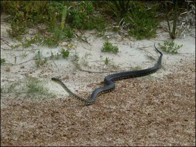 Certains serpents vivent dans la mer.