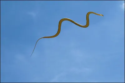 Il existe un serpent volant.