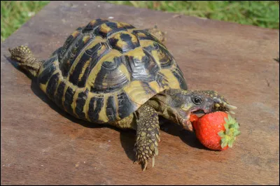 Les tortues ont toutes une carapace.