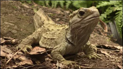 Cette espèce fait partie de la famille des lézards.