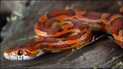 Les serpents sont tous des reptiles.