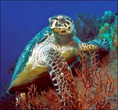 Certaines tortues marines peuvent s'attaquer aux humains sans raison.