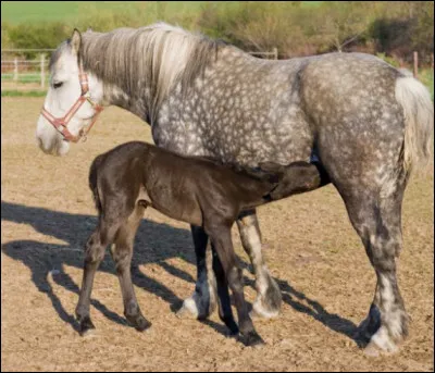 Quel est son poids maximal ?