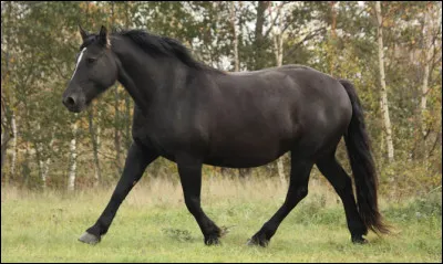 Quelle est la robe la moins courante accept&eacute;e en France ?