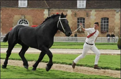 Dans quelle discipline le percheron est-il pris&eacute; ?