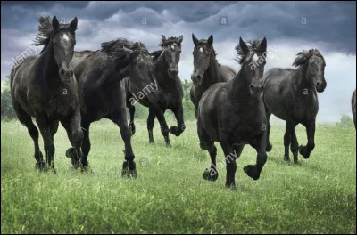 Il est de comportement�