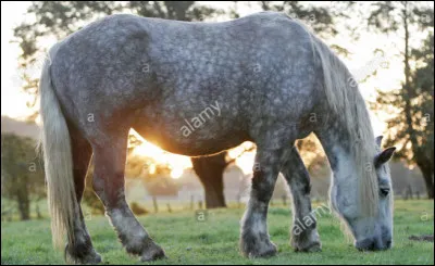 Quelle robe est accept&eacute;e aux &Eacute;tats-Unis mais pas en France ?