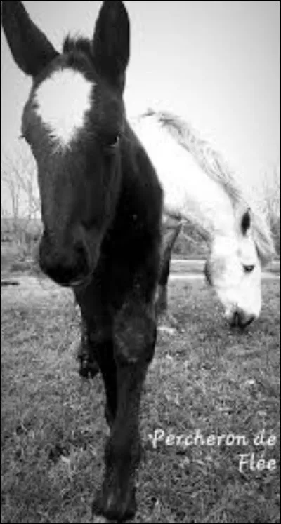 Combien y a-t-il de robes accept&eacute;es en France ?