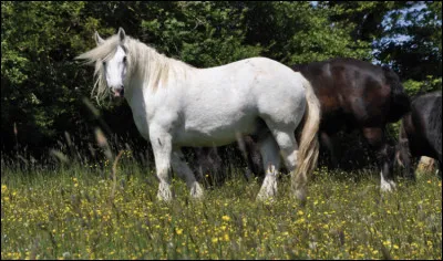 Quelle est sa vitesse lorsqu�il est attel&eacute; ?
