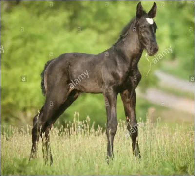 Quelle est sa taille moyenne au garrot ?