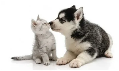 Les ... ne font des...