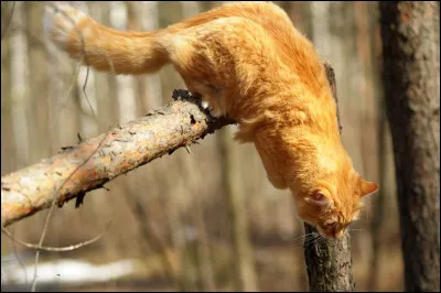 Pour savoir faire toutes ses acrobaties, il a plus de muscles que nous. Combien ?