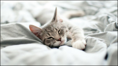 Combien le chat dort-il d’heures en moyenne par jour ?