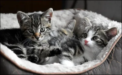 Combien compte-t-on de chatons dans une portée ?