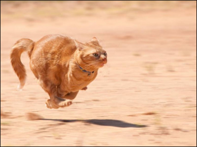 Quel est le record de vitesse d’un chat ?