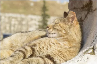 Quelle est lespérance de vie de ces petits félins ?