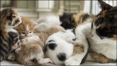 Durant combien de temps le chaton doit-il rester auprès de sa mère avant dêtre adopté ?