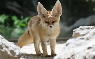 Le fennec est-il canidé ou félin ?