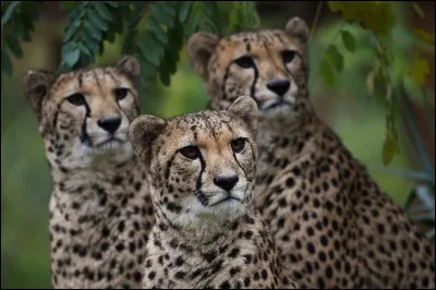 Le guépard est-il canidé ou félin ?