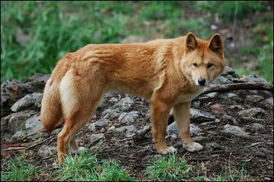 Le dingo est-il canidé ou félin ?