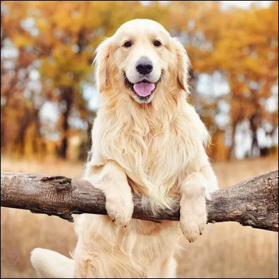 Le chien est-il canidé ou félin ?