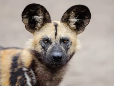 Le lycaon est-il canidé ou félin ?