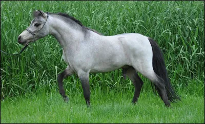 À quoi sert la culotte d'équitation ?