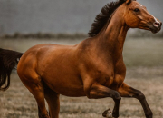 Quiz Les origines du cheval
