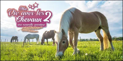 Un vocabulaire étonnant : comment savons-nous qu'un cheval est gris et non blanc ?