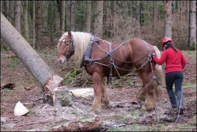 Chassés et transformés : pendant la préhistoire le cheval n'était qu'une...