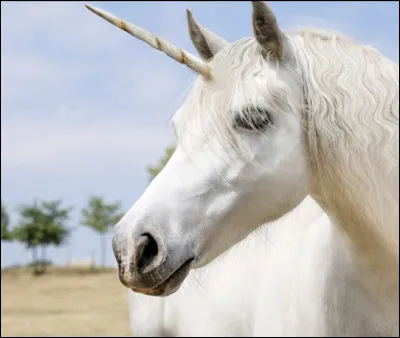 Comment s�appelle la premi&egrave;re repr&eacute;sentation de licorne ?