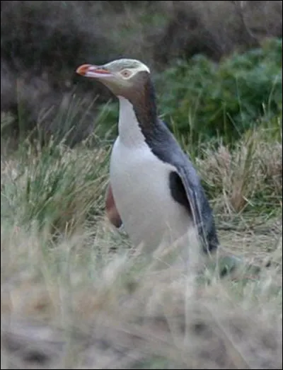 Quel est cet oiseau, le manchot le plus rare du monde, animal endémique de la Nouvelle-Zélande ?
