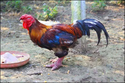 Quel est cet oiseau, une poule rare aux pattes obèses, élevée dans une région du Vietnam pour sa chair savoureuse mais qui ne compte que 300 individus ?