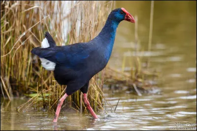 Quel est cet oiseau de Camargue au plumage bleu, blanc et rouge avec des grandes pattes aux doigts très longs, un bec épais et une caroncule rouge ?