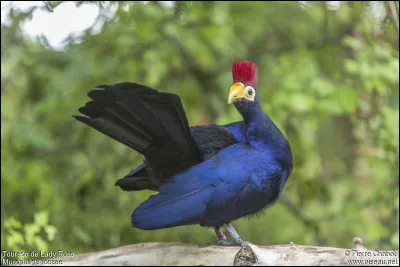 Quel est cet oiseau fructivore d'Afrique saharienne dont la tête est garnie d'une huppe érectile ?