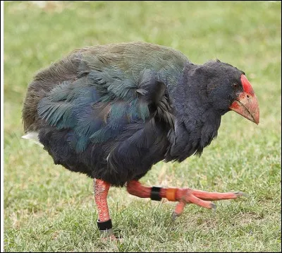 Quel est cet oiseau végétarien, endémique de Nouvelle-Zélande, un vestige de l'avifaune, incapable de voler ?