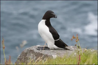 Quel est cet oiseau, le seul vrai pingouin qui subsiste, il vole et vit dans l'atlantique nord, mais au sol ses pattes placées en arrière de son tronc ne lui permettent pas de marcher ?
