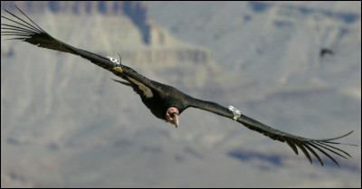 Quel est cet oiseau, le plus imposant au monde avec 3 mètres d'envergure dont il ne reste que 230 individus en Californie ?